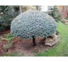 Ель колючая Глаука Глобоза (Glauca Globosa) С5 на штамбе, РА 90-95 см